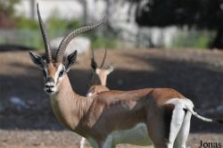 H. E. Sheikh Butti Maktoum's Wildlife Center