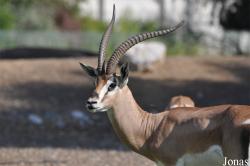 H. E. Sheikh Butti Maktoum's Wildlife Center