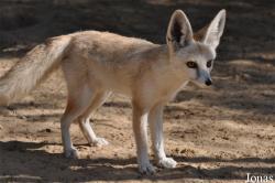 H. E. Sheikh Butti Maktoum's Wildlife Center