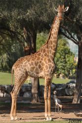 H. E. Sheikh Butti Maktoum's Wildlife Center