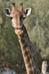 H. E. Sheikh Butti Maktoum's Wildlife Center