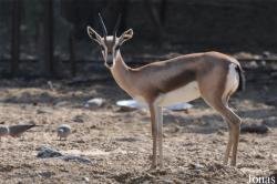 Gazella spekei