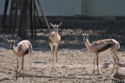 H. E. Sheikh Butti Maktoum's Wildlife Center