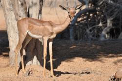 H. E. Sheikh Butti Maktoum's Wildlife Center