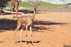 H. E. Sheikh Butti Maktoum's Wildlife Center