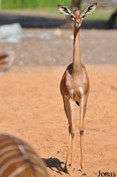 H. E. Sheikh Butti Maktoum's Wildlife Center