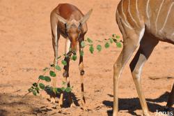H. E. Sheikh Butti Maktoum's Wildlife Center