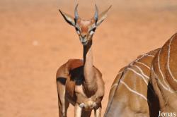 H. E. Sheikh Butti Maktoum's Wildlife Center