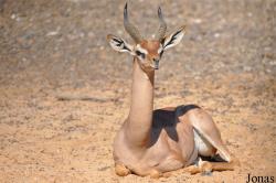H. E. Sheikh Butti Maktoum's Wildlife Center