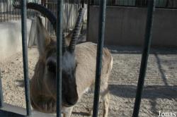 Beijing Zoological Gardens