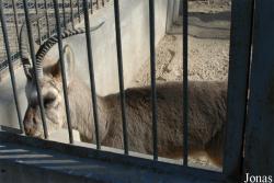 Beijing Zoological Gardens