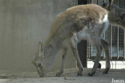 Beijing Zoological Gardens