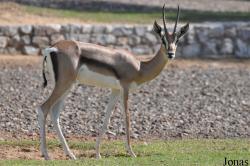 H. E. Sheikh Butti Maktoum's Wildlife Center