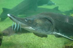 Aquarium du Périgord Noir