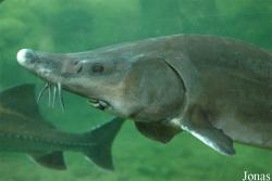 Aquarium du Périgord Noir