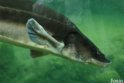 Aquarium du Périgord Noir