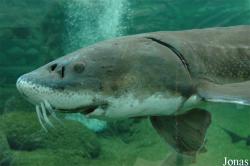 Acipenser transmontanus