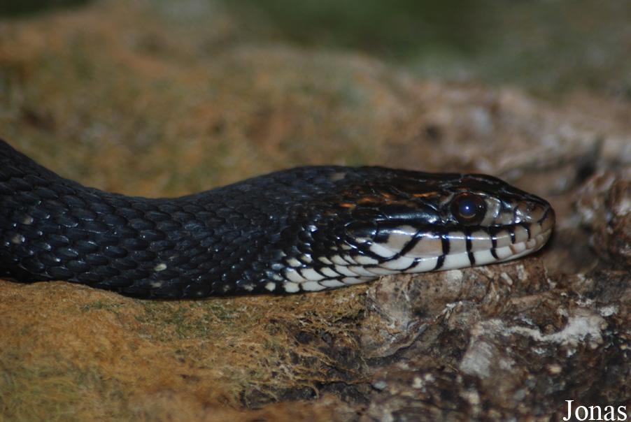 Aquarium du Périgord Noir