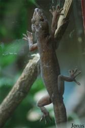 Reptiland