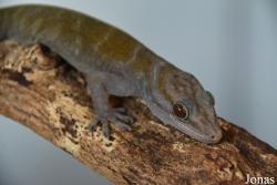 Gekko ulikovskii