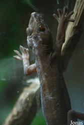 Reptiland