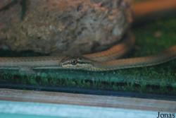 Reptiland