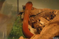 Reptiland
