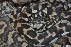 Morelia spilota