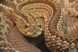 Crotalus durissus