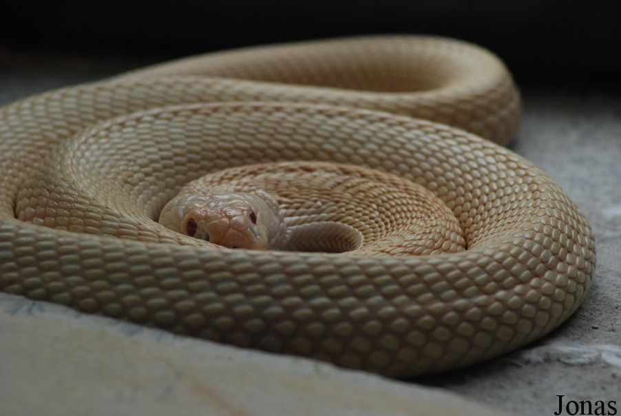 Reptiland
