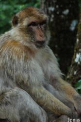 La Forêt des Singes