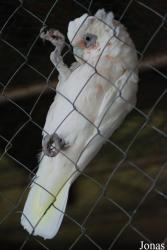 Terre des Oiseaux
