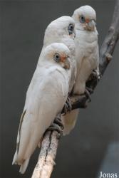 Cacatua sanguinea