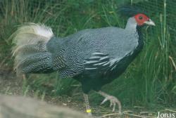 Terre des Oiseaux