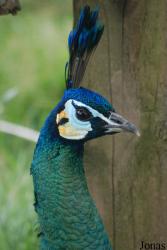 Terre des Oiseaux