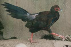 Terre des Oiseaux