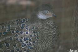 Polyplectron bicalcaratum
