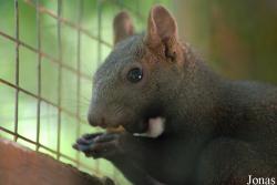 Sciurus lis