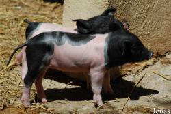 Parc Animalier de Gramat