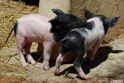 Parc Animalier de Gramat