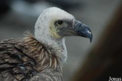 Rocher des Aigles