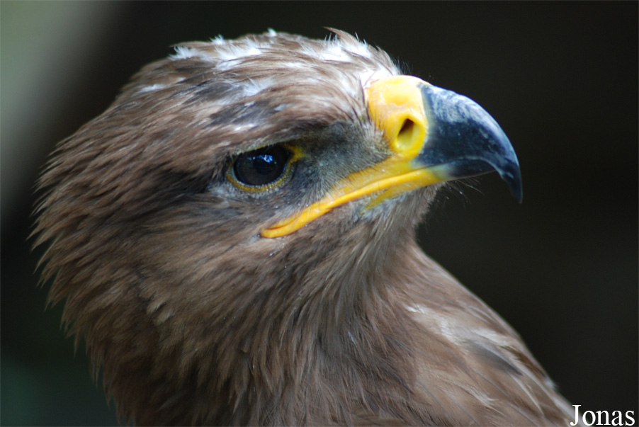 Rocher des Aigles