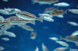 Sharjah Aquarium