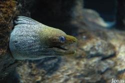 Gymnothorax undulatus