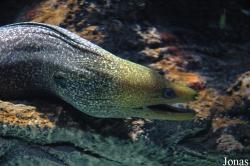 Sharjah Aquarium