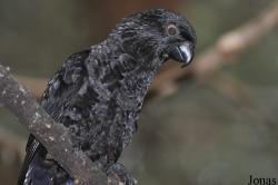 Chalcopsitta atra