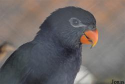 Dubai Zoo