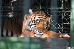 Dubai Zoo