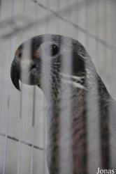 Birds & Animals Market