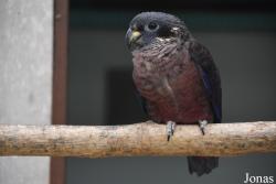 Pionus fuscus